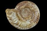Large, Jurassic Ammonite Fossil - Madagascar #166005-1
